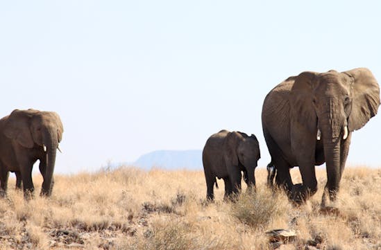 Luxury wildlife holidays in Namibia