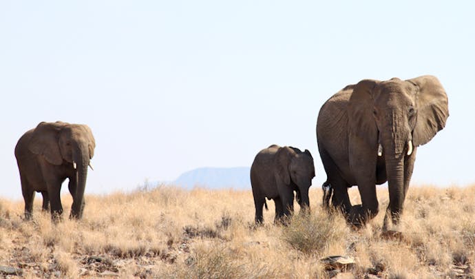 Luxury wildlife holidays in Namibia