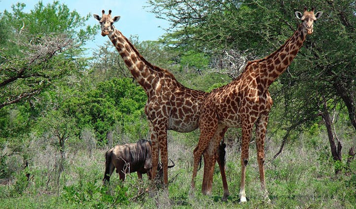 selous national park, tanzania