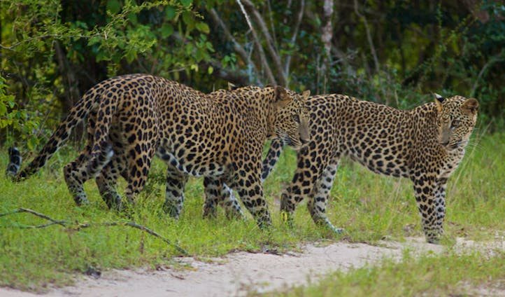 The leopards of Yalla National Park