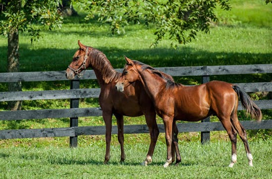 Beautiful horses in Kentucky