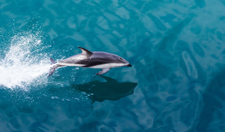 Dusky dolphins in New Zealand