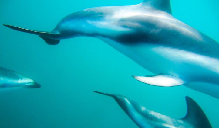 Dolphins in the waters of New Zealand