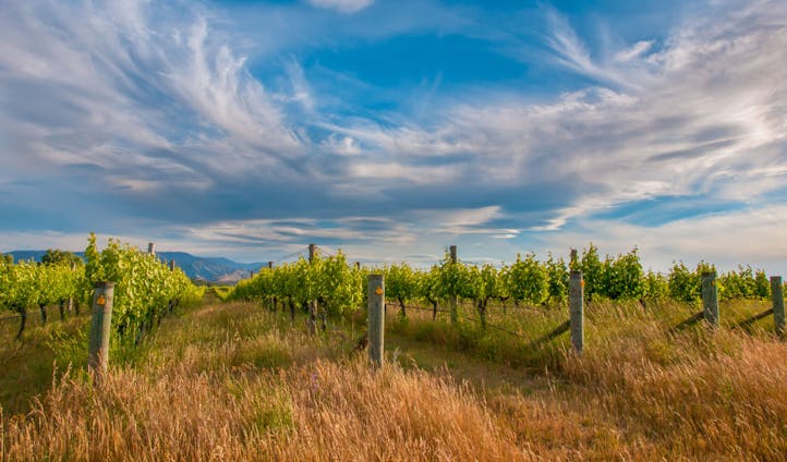 The vineyards of New Zealand