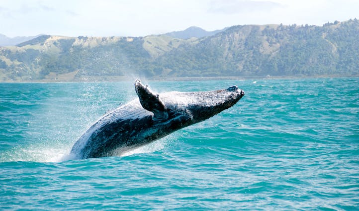 A humpback breaches in the waters of New Zealand
