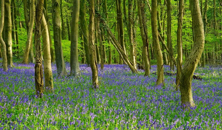 Beautiful bluebells in Standish woods, Cotswolds