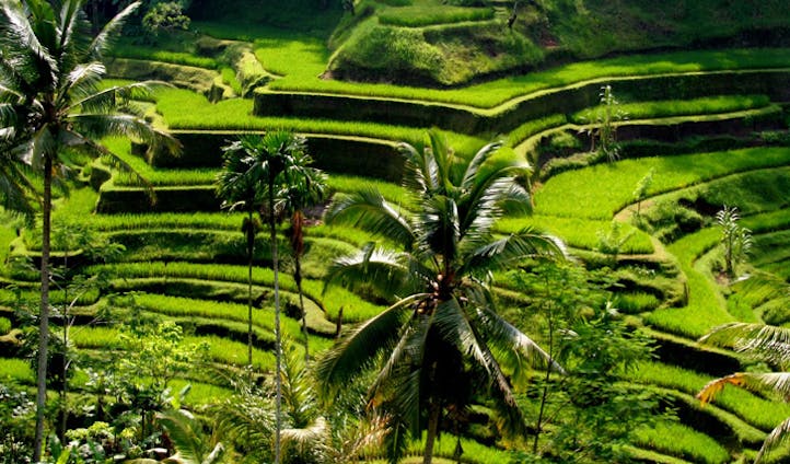 Ubud rice fields, Bali, Indonesia