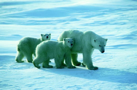 Walking with Polar Bears
