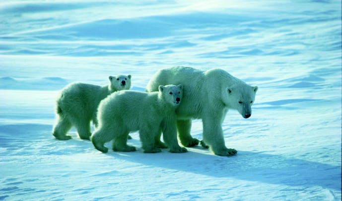 Walking with Polar Bears
