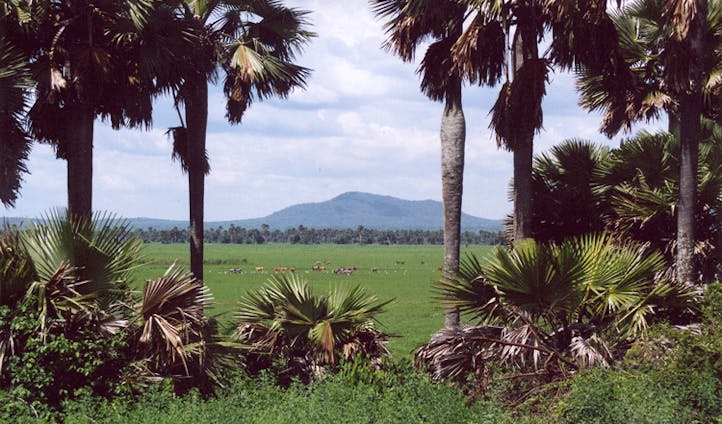 Tanzanian plains