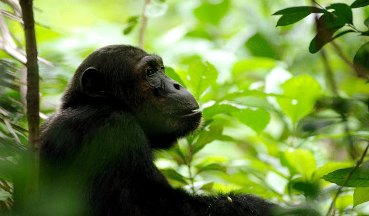 the cheeky chimps, tanzania
