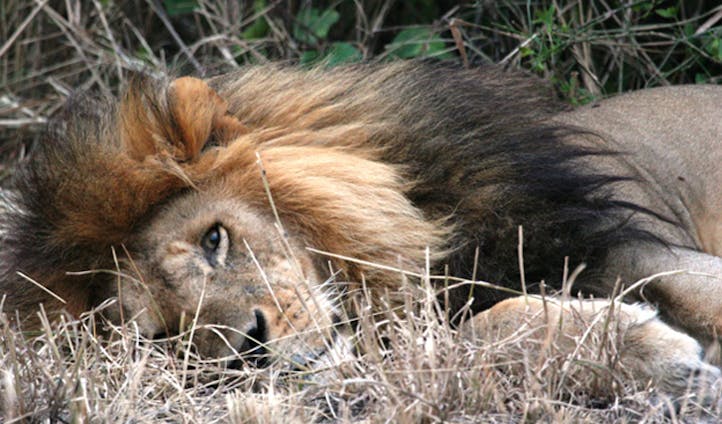 Sleeping-Lion