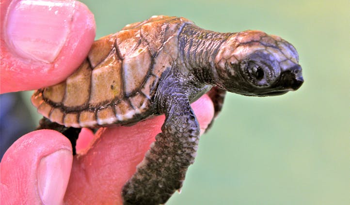 Kura Kura baby turtle