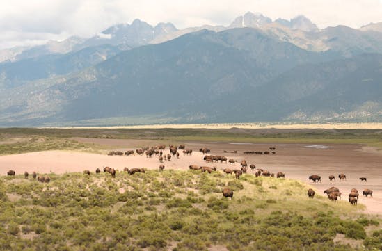 Bison and mountains in Colorado