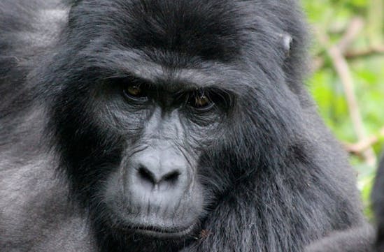 Gorillas in Virunga