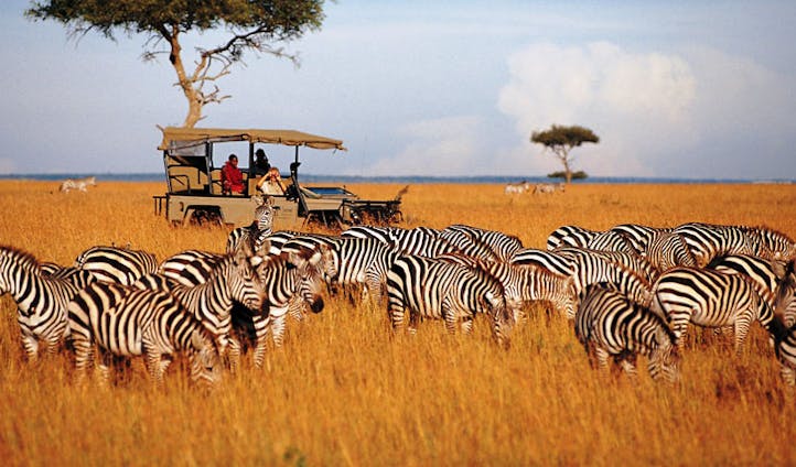 Safari jeep with zebra
