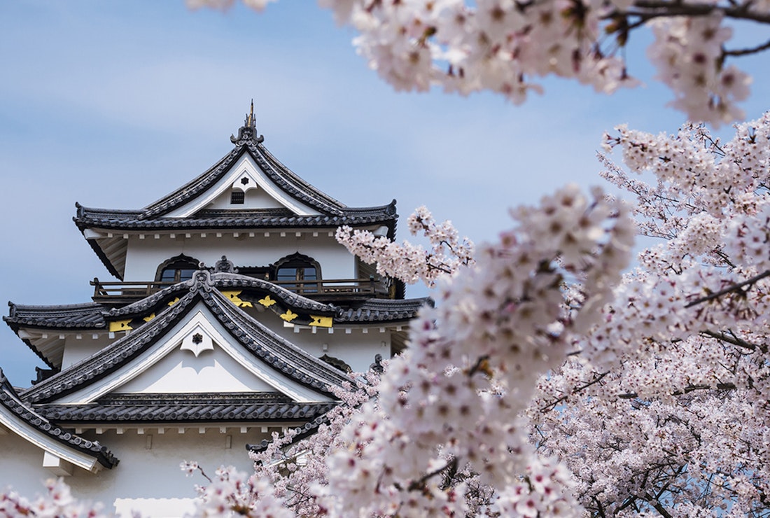 castle in japan with cherry blossom