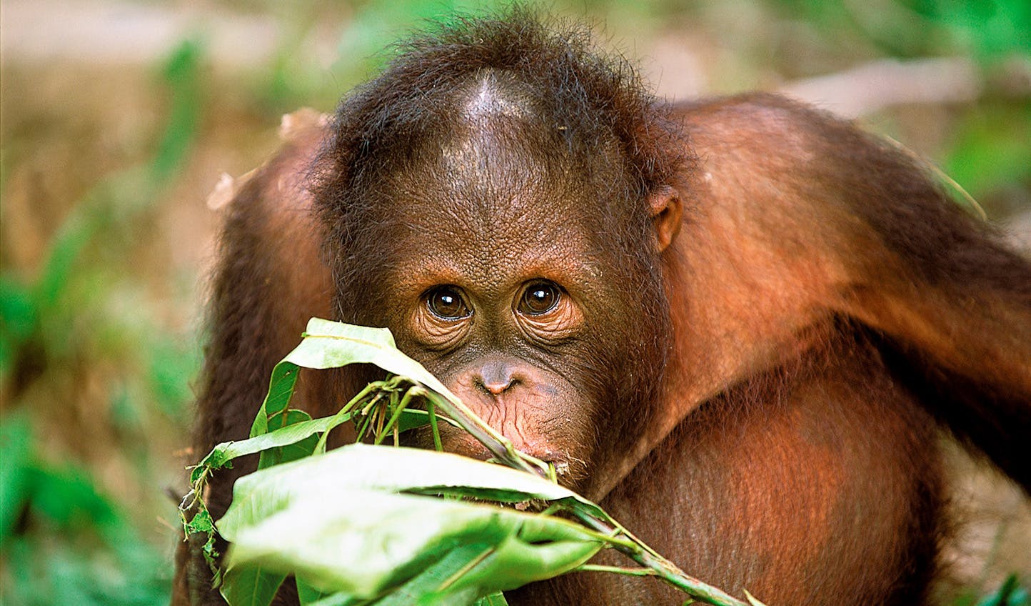 Baby primates are still openly sold in Bali market: JAAN
