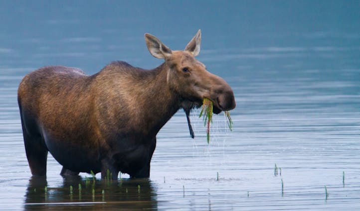 Get up close and personal with Alaska's famed wildlife
