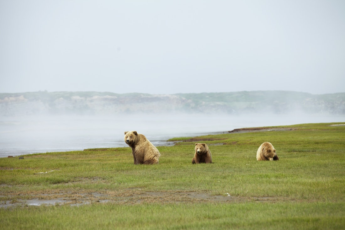 Bear watching in Alaska
