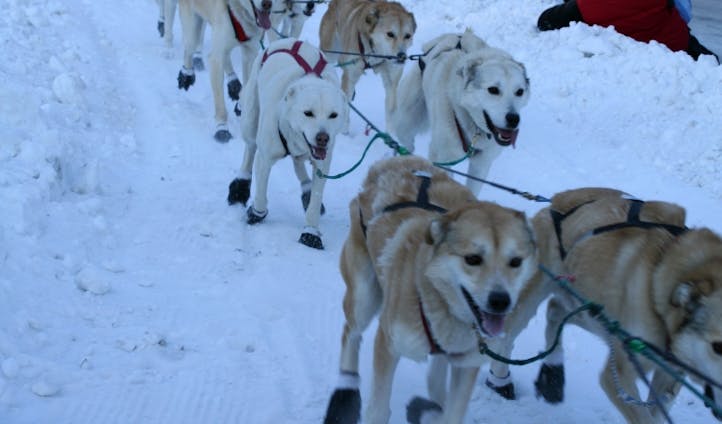Husky dog sledding in Alaska