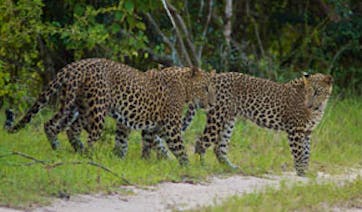 Sri Lanka sopt wild leopards