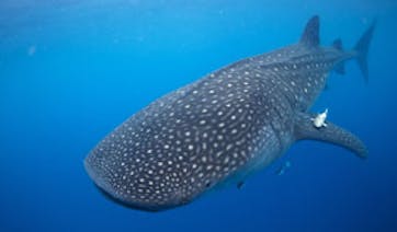 Whale-sharks-in-Mexico