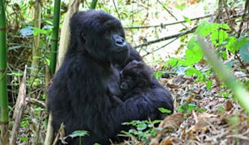 Rwanda jungle trek