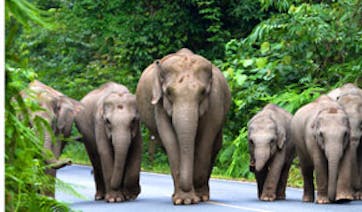 Thailand Elephant walking