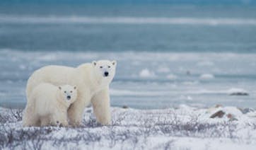 Canada polar bears