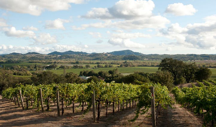 Vineyards in Sonoma, California