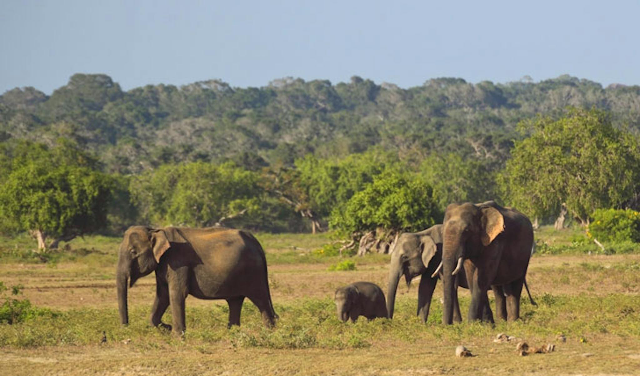 Etoro sri lanka