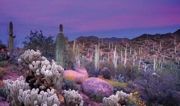 Soronan desert in Scottsdale, Arizona
