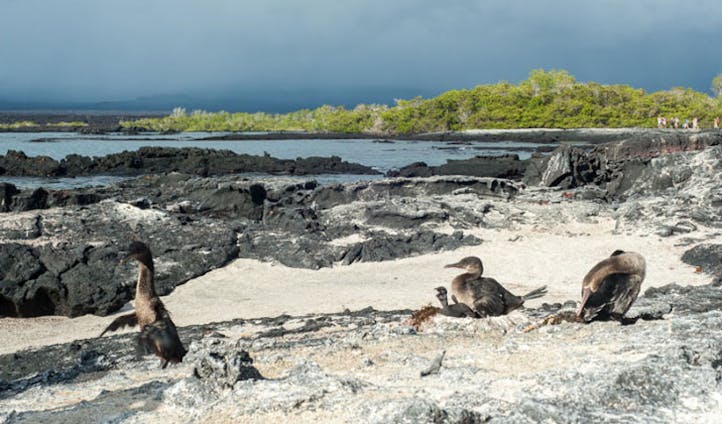 Holidays in the Galapagos Islands