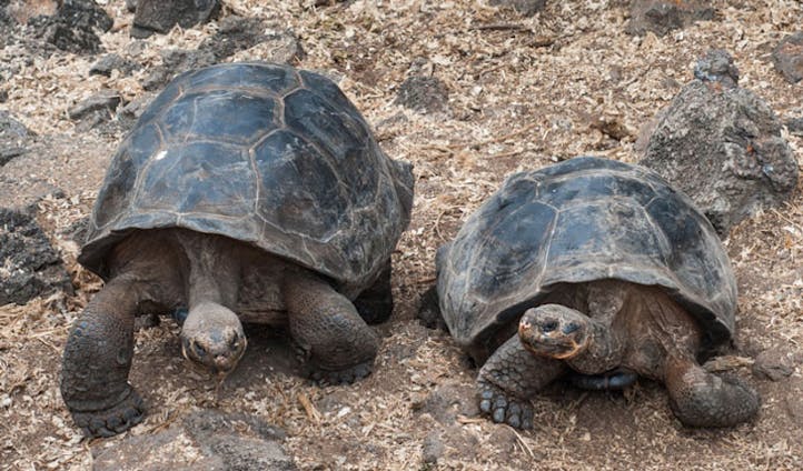 Giant tortoises in the Galápagos Islands