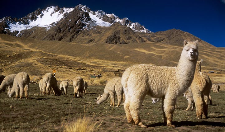 Alpacas, Puno, Peru