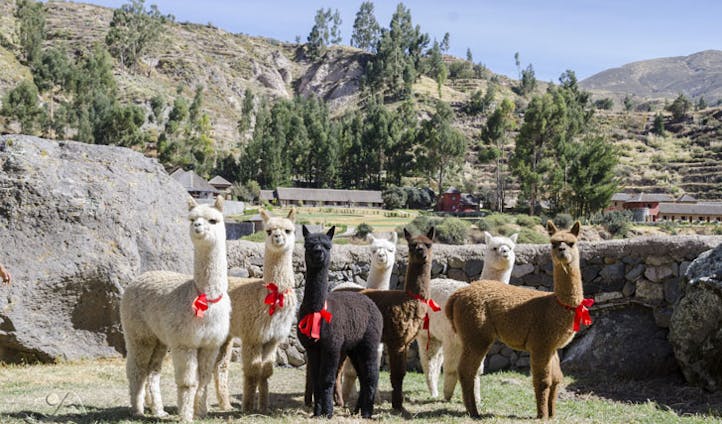 Luxury hotel Alpaca ranch at the Colca Lodge Spa & Hot Springs, Colca Valley, Peru