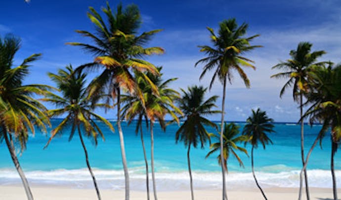 Palm trees in Barbados