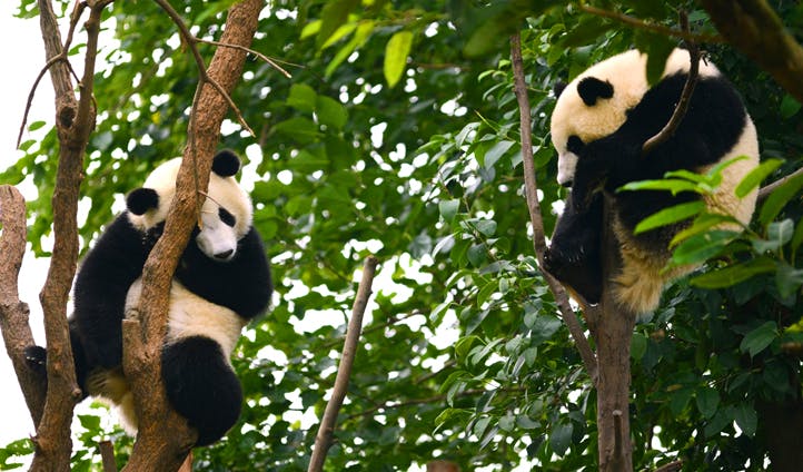 Pandas in Chengdu, China