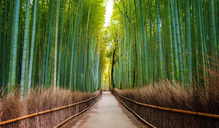 Bamboo Forest, Kyoto