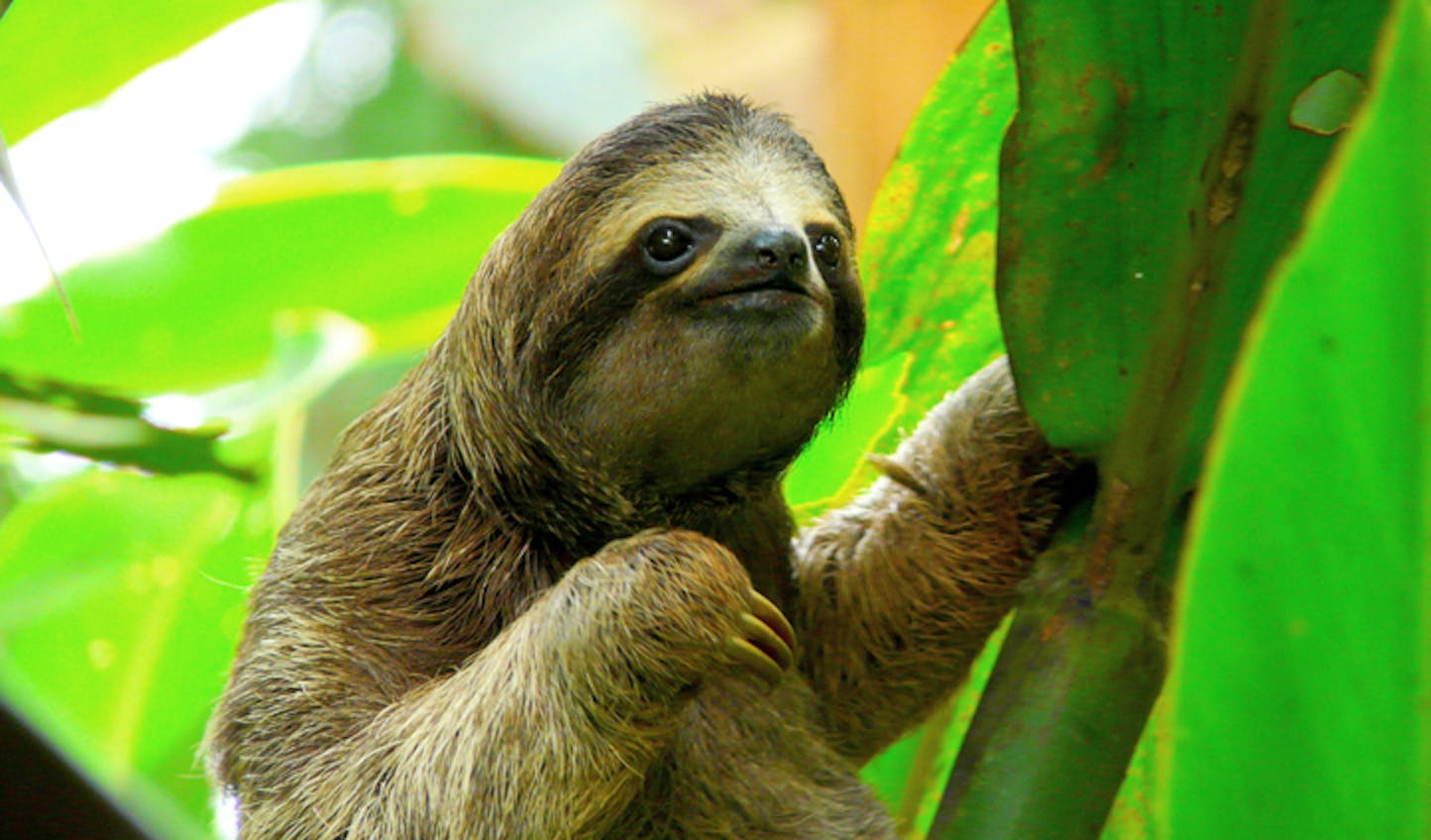 Meet Colombia's Sloth | Columbian Animals | Black Tomato
