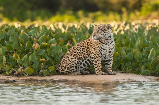Jaguar in Brazil's Pantanal