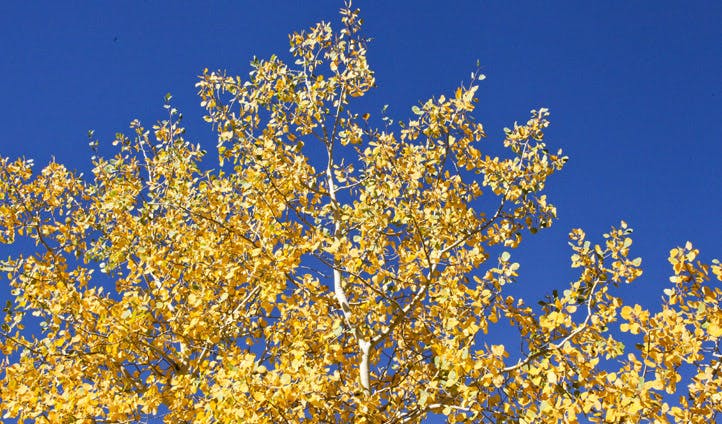 Yellow leaves on Aspen tree