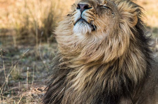 Lion basking in the sun, luxury travel South Africa