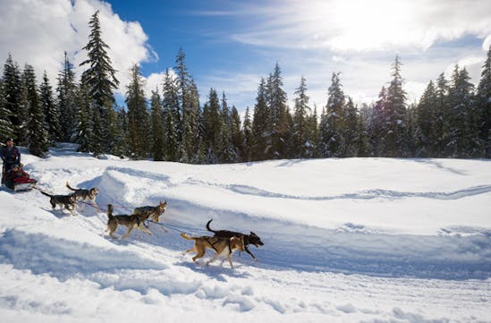Dog sledding in Whistler, Canada