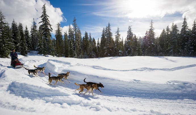 Dog sledding in Whistler, Canada