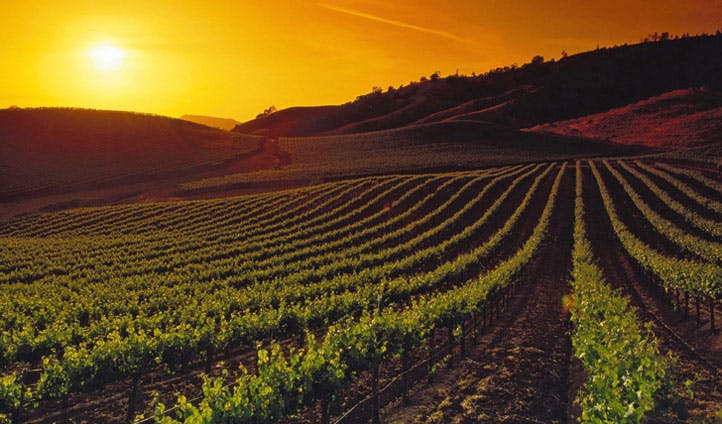 vineyards Napa Valley