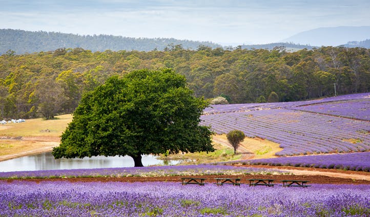 A lavender farm in Tasmania, Australia