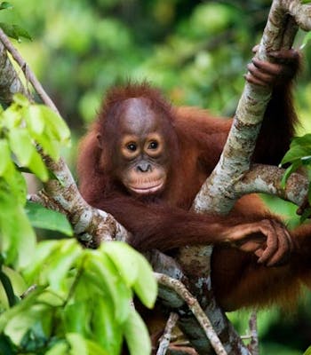Baby orangutan in Borneo | Black Tomato