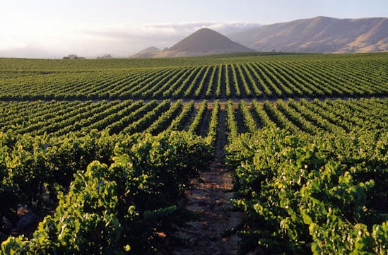 Napa Valley vineyards, California, USA